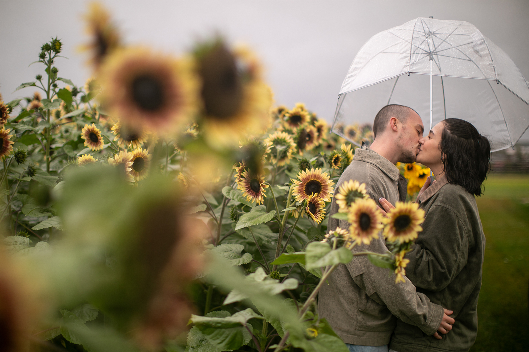 sunflowers